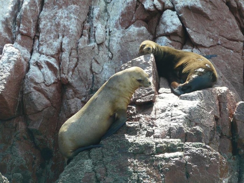Sandboarding & Nazca Lines Adventure