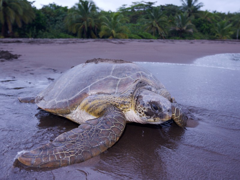 Schildkröte - Tortuguero Nationalpark