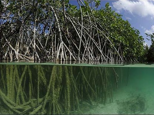 Térraba Sierpe Mangroven