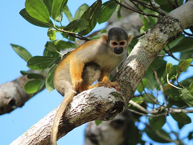 Iquitos Amazon Jungle
