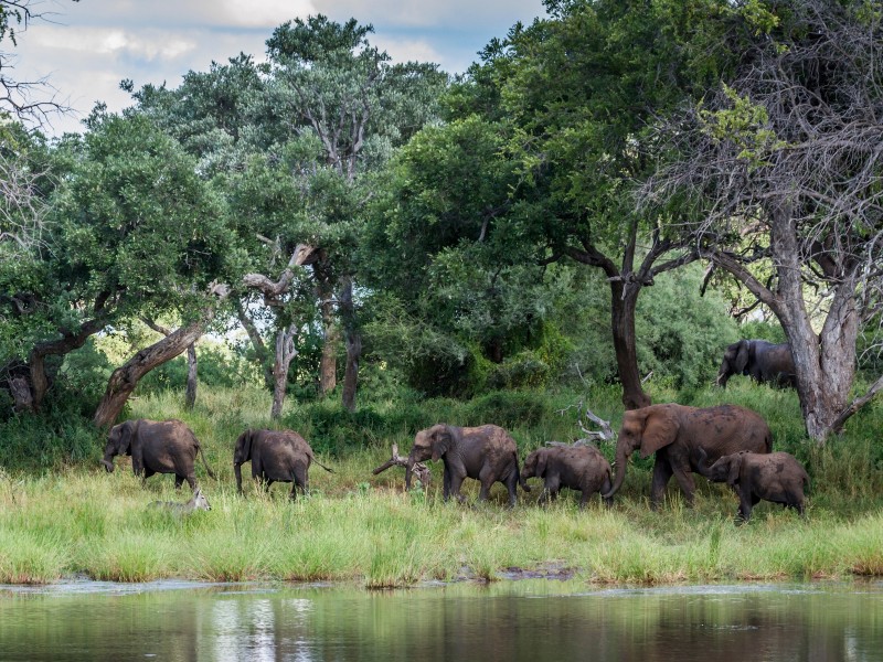 South Africa - Kruger NP