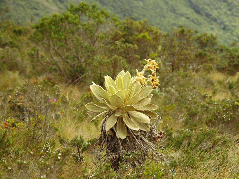 Villa de Leyva - Iguaque NP
