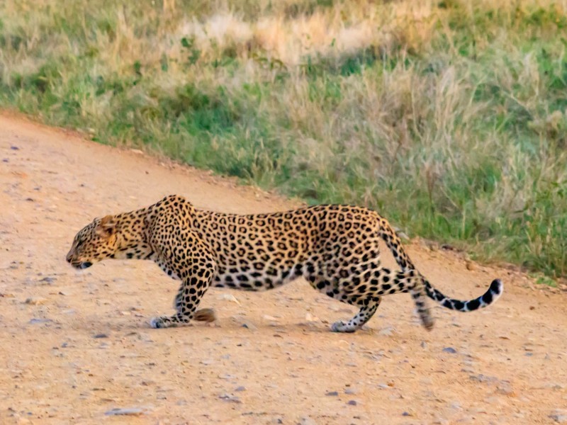 Leopard