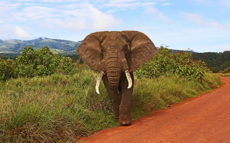 Elephant