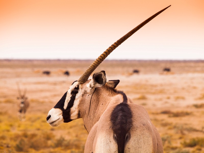 Namibia - Etosha National Park