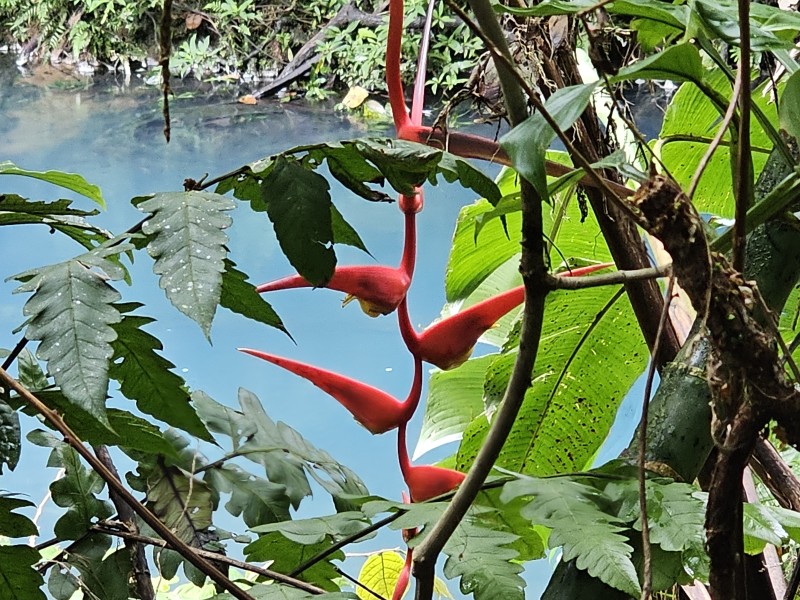 Tenorio - Rio Celeste