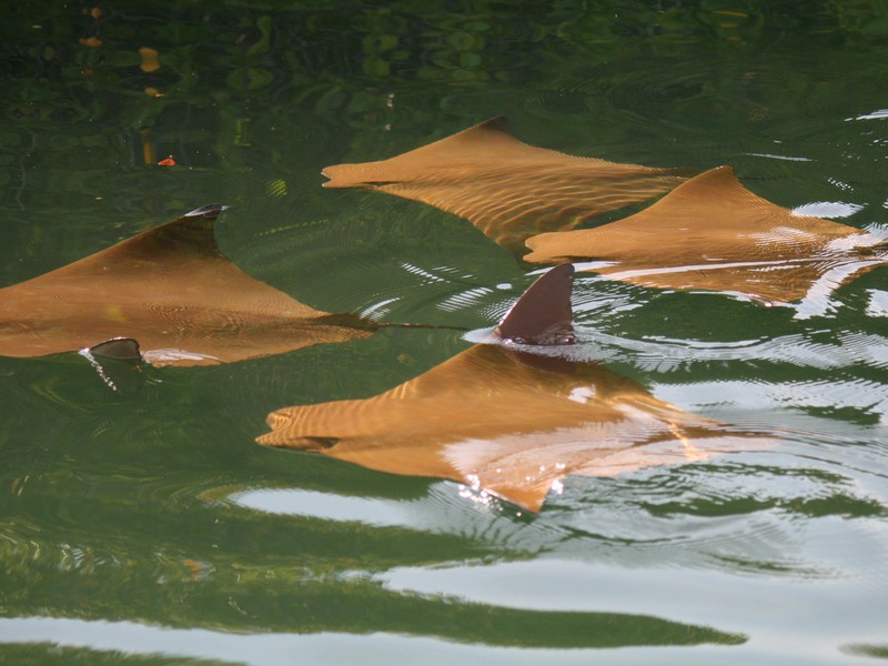 Rays in the Turtle Cove