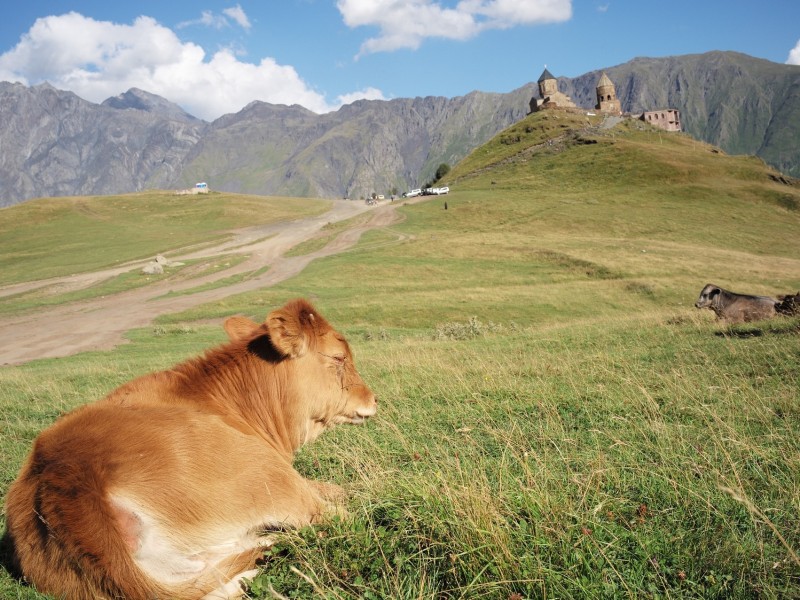 Kazbegi Church ... and cow!