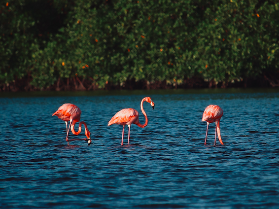 Caroni Swamp Bird Watching