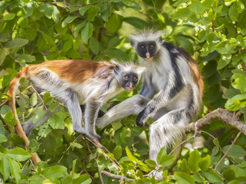 Red Colobus Monkey