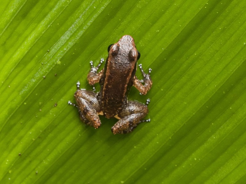 Sacha Lodge - Frosch