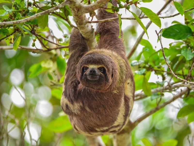 Faultier