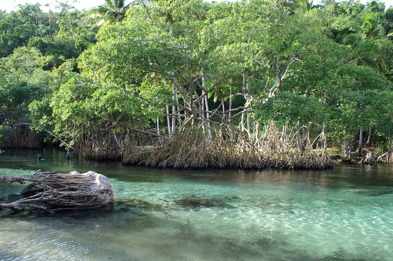 Los Haitises Nationalpark - Mangroven