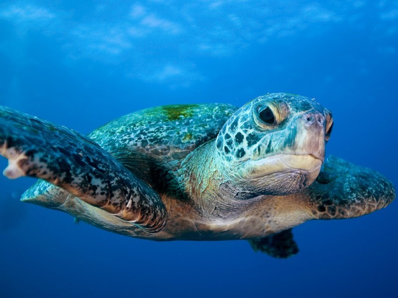 Meeresschildkröte