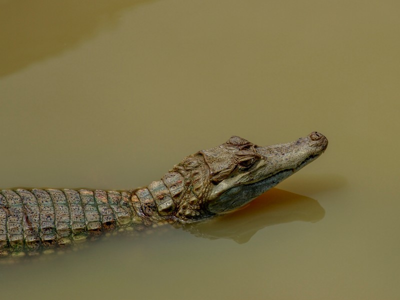Krokodil