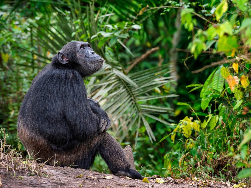 Schimpanse - Kibale Rainforest - Uganda