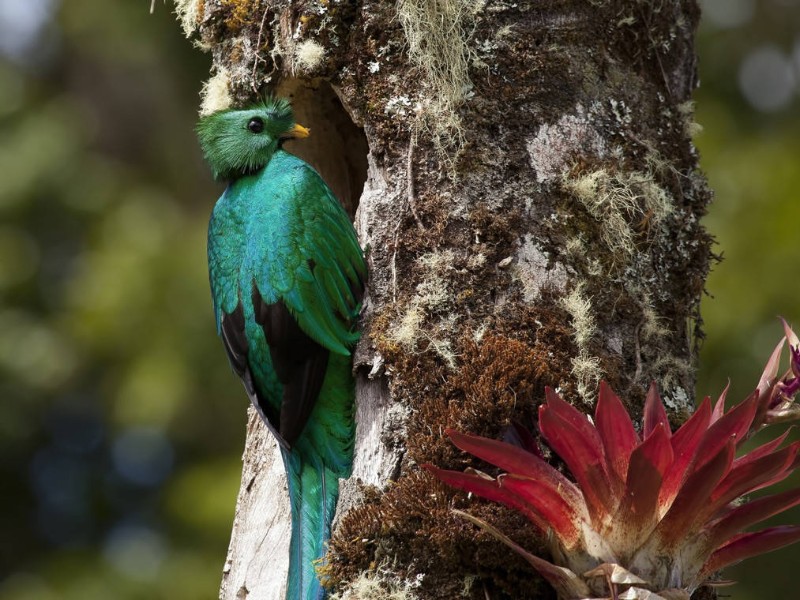 Paraiso Quetzal Lodge - Quetzal