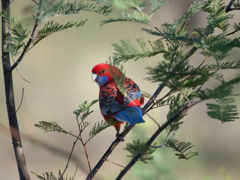 Parrot