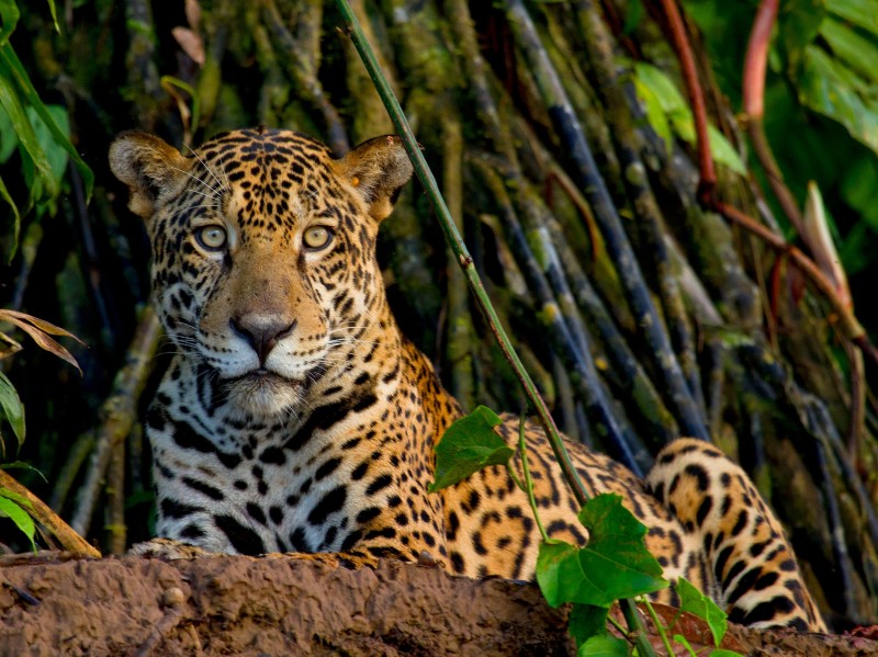 Posada Amazonas - Jaguar
