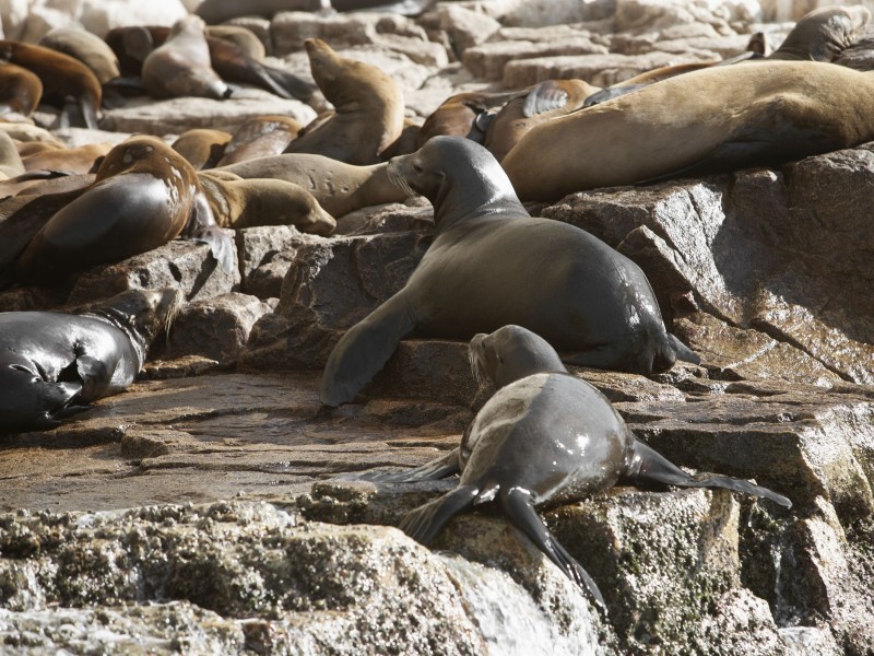 La Paz - Seelöwen