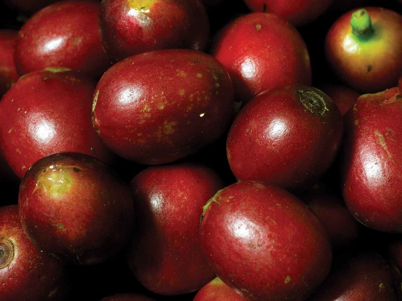 Alajuela - Kaffeebohnen