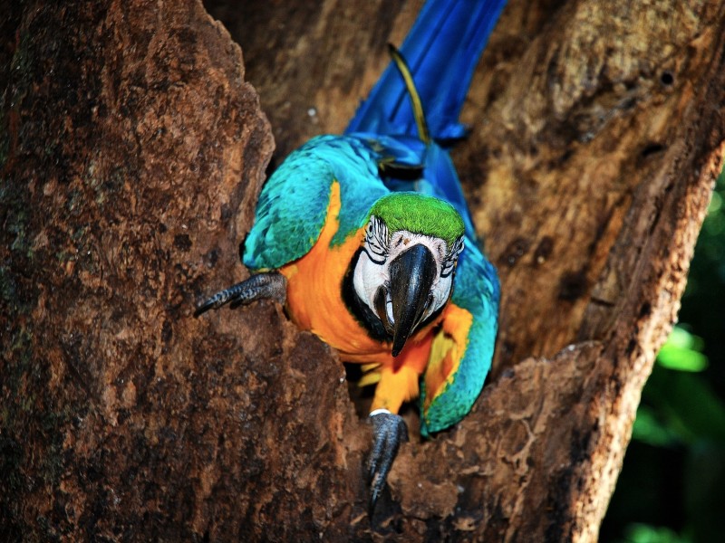 Macaw