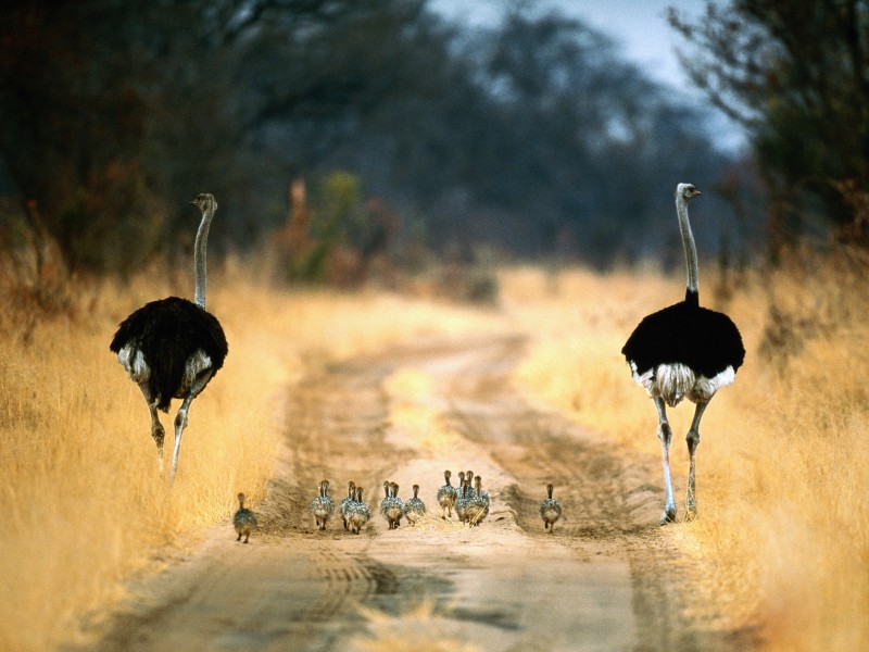 Strauße - Chobe NP - Botswana