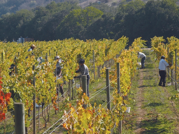 Matetic Vineyards Grape Harvest