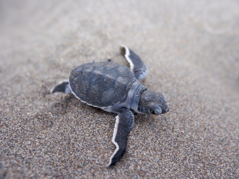 Tortuguero Nationalpark - Schildkröte
