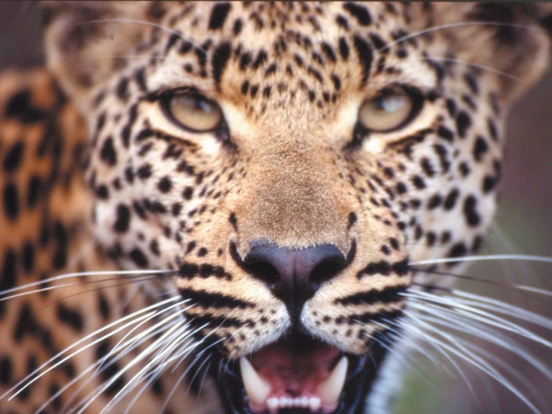 South Africa - Kruger NP