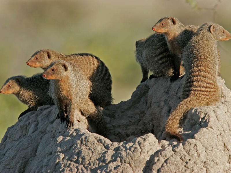Banded mongoose