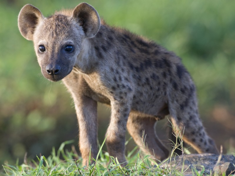 Hyena