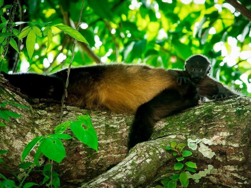 Manuel Antonio Park Nature Guided