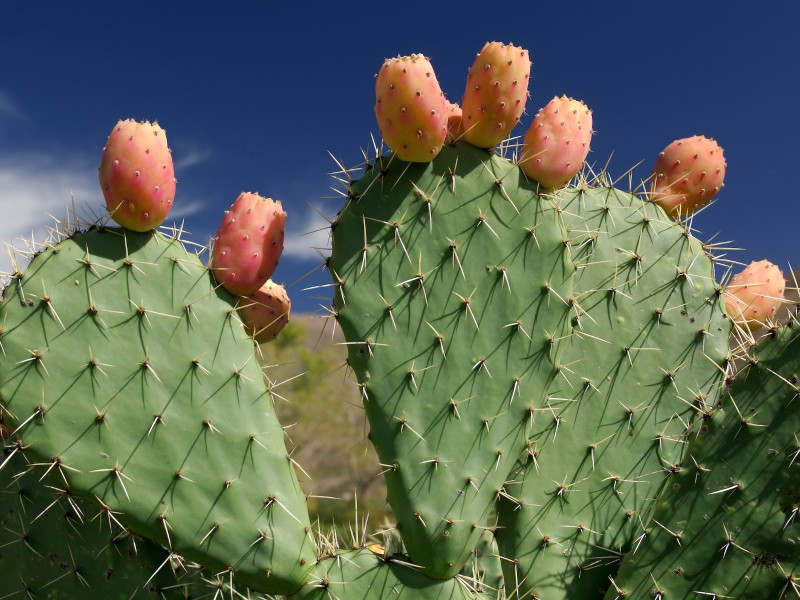 Estancia Colome - Kaktus