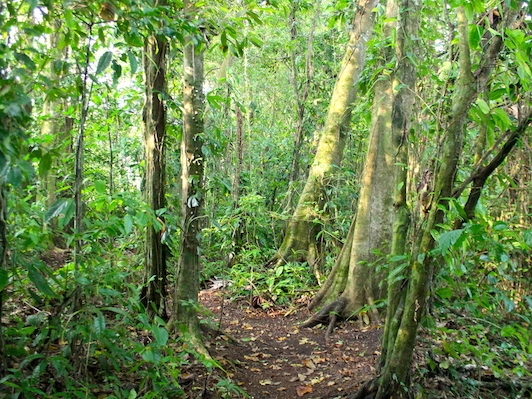 Casitas Tenorio - Wald