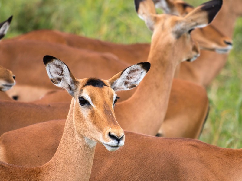 Impala