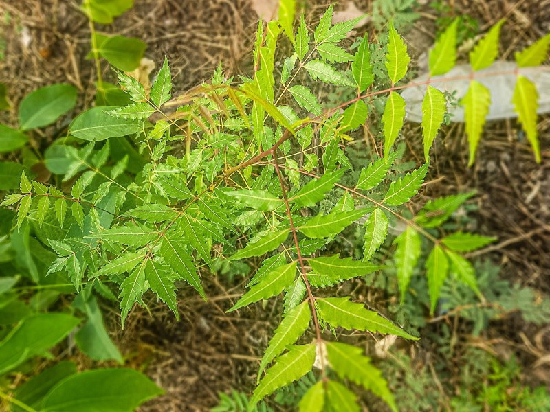 Neem Tree
