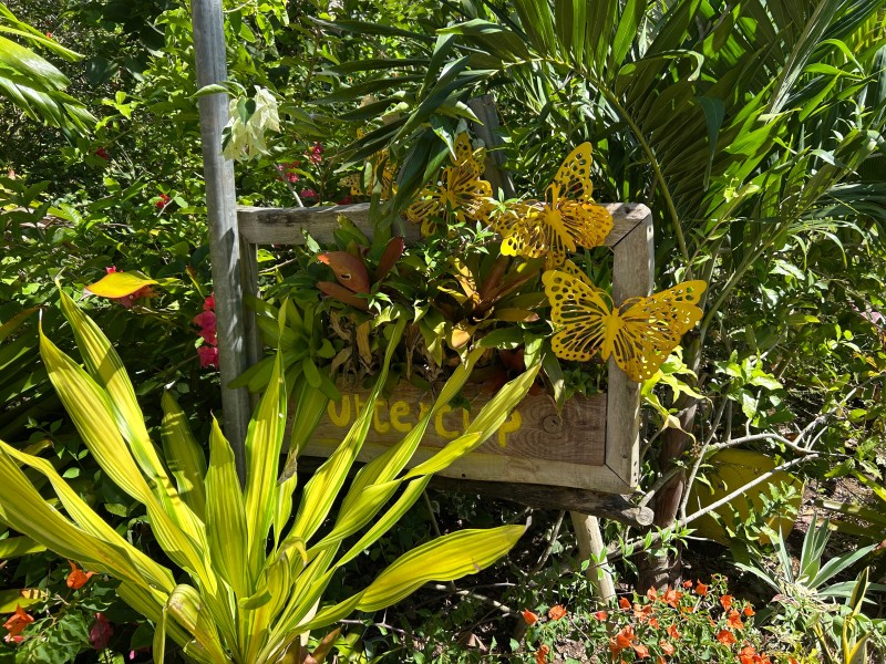 Buttercup Garden Flowers