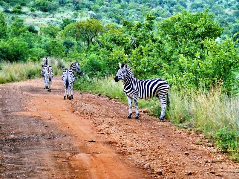 South Africa - Pilanesberg National Park