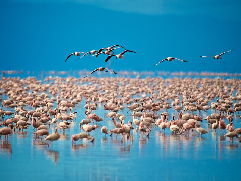 Tanzania -Lake Manyara