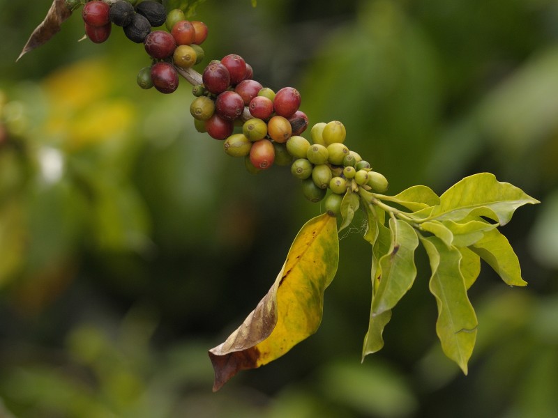 Kaffeepflanze