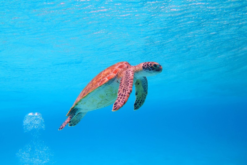 Diving in Zanzibar