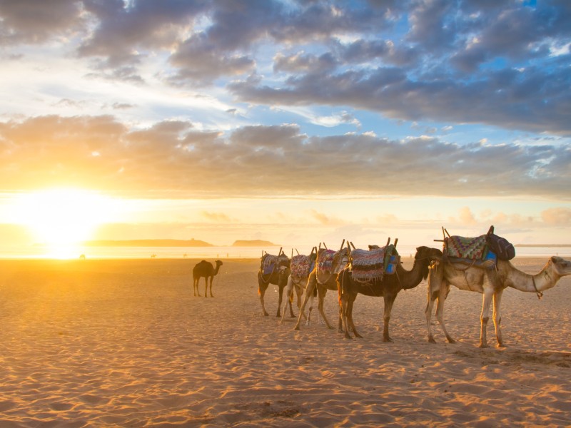 Kamel-Karawane - Essaouira - Marokko