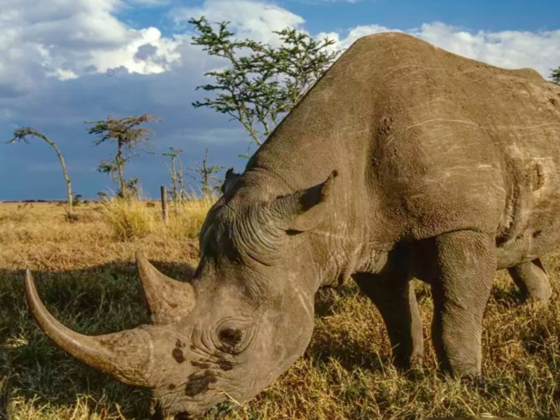 Mt. Kenya and Ol Pejeta Conservancy