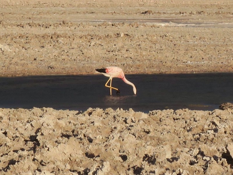 Atacama - Flamingo