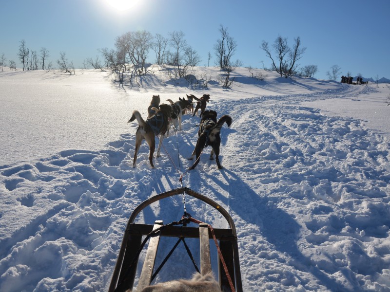 Norway - Tromso - dogsledding