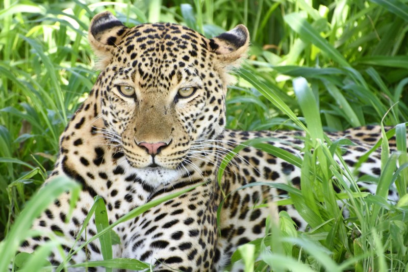 Pirschfahrt im Mikumi-Nationalpark