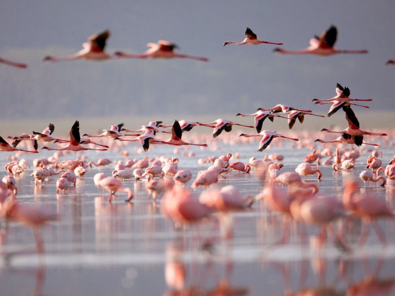 Flamingo Lake Nakuru Kenya