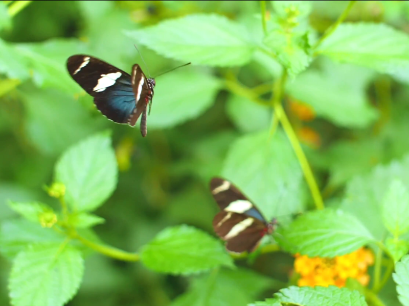 El Valle de Antón - Schmetterlinge