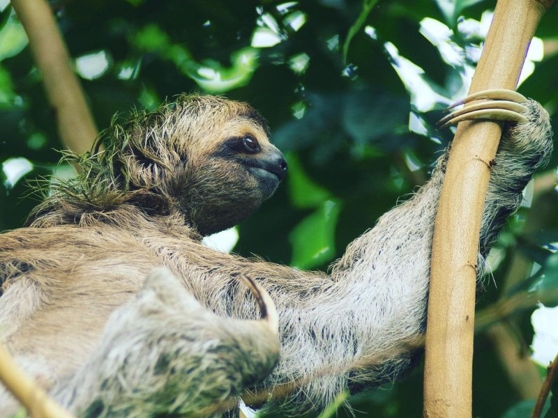 Star Clippers - Faultier Manuel Antonio